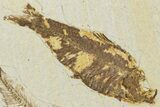 Plate of Two Fossil Fish (Diplomystus & Knightia) - Wyoming #320415-2